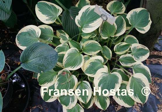 Hosta Cherub